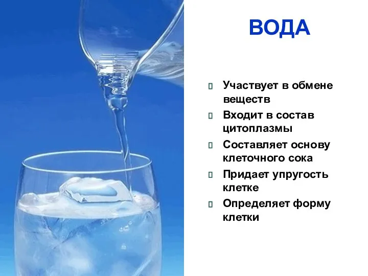 ВОДА Участвует в обмене веществ Входит в состав цитоплазмы Составляет основу