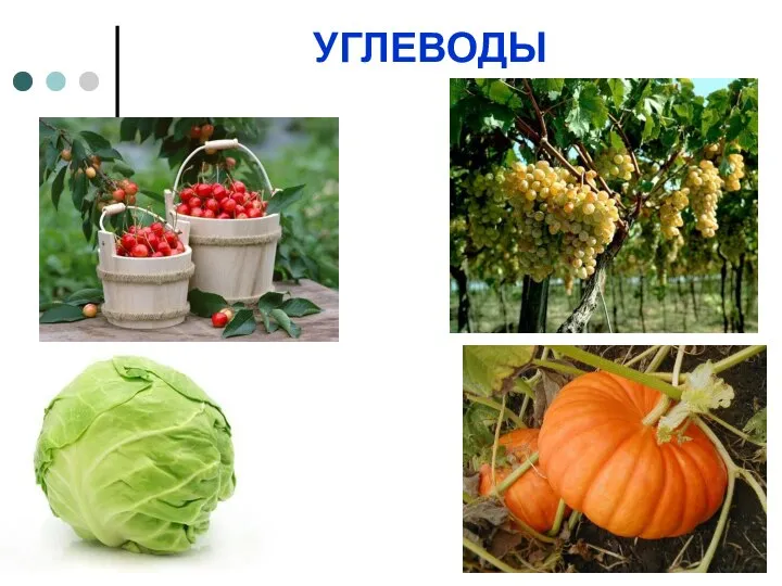 УГЛЕВОДЫ