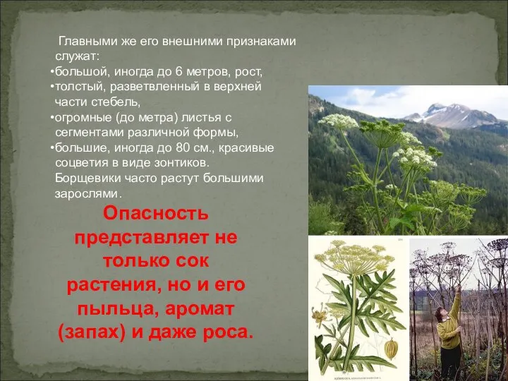 Главными же его внешними признаками служат: большой, иногда до 6 метров,