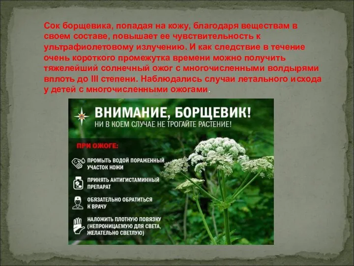 Сок борщевика, попадая на кожу, благодаря веществам в своем составе, повышает