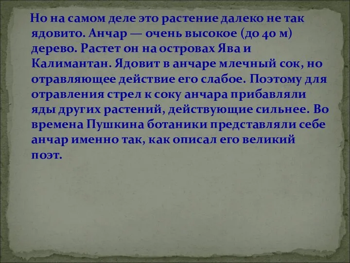 Но на самом деле это растение далеко не так ядовито. Анчар