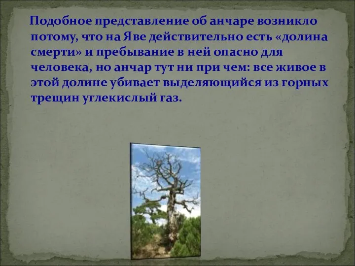 Подобное представление об анчаре возникло потому, что на Яве действительно есть