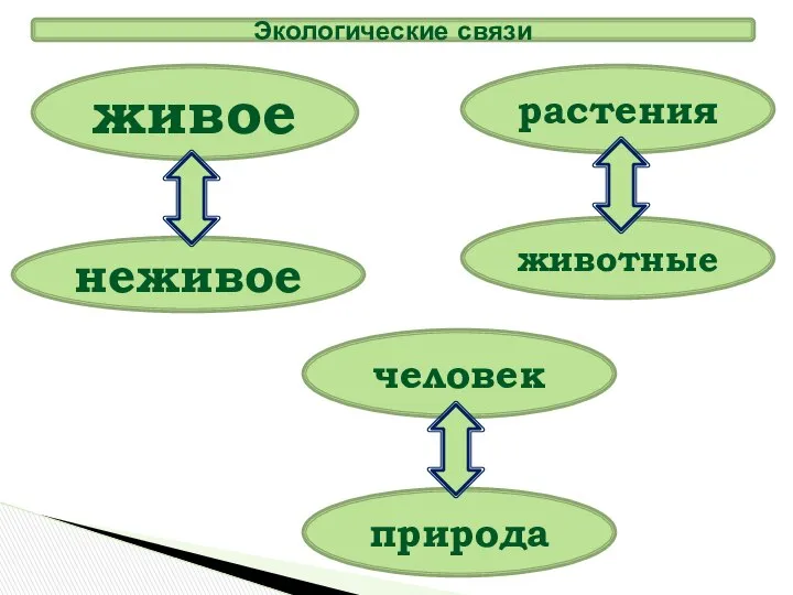 живое неживое растения животные человек природа Экологические связи