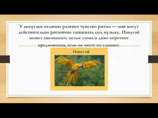 У попугаев отлично развито чувство ритма — они могут действительно ритмично