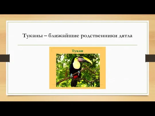 Туканы – ближайшие родственники дятла