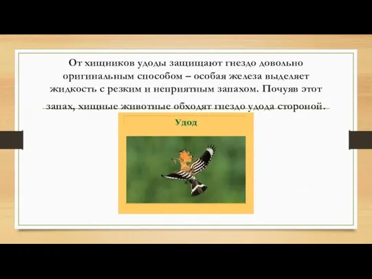 От хищников удоды защищают гнездо довольно оригинальным способом – особая железа