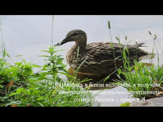 Находясь в близи водоёмов, я получаю накопление эмоционально позитивного опыта общения с природой