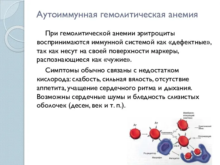 Аутоиммунная гемолитическая анемия При гемолитической анемии эритроциты воспринимаются иммунной системой как