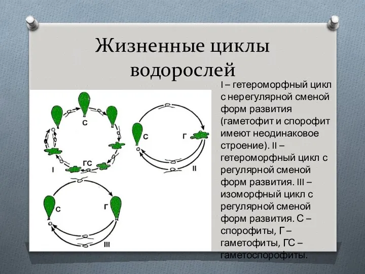 Жизненные циклы водорослей I – гетероморфный цикл с нерегулярной сменой форм