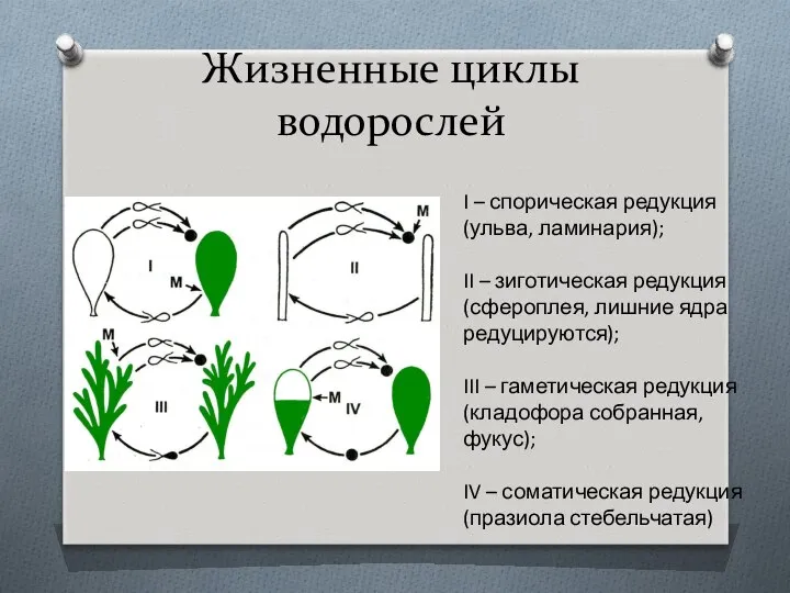 Жизненные циклы водорослей I – спорическая редукция (ульва, ламинария); II –