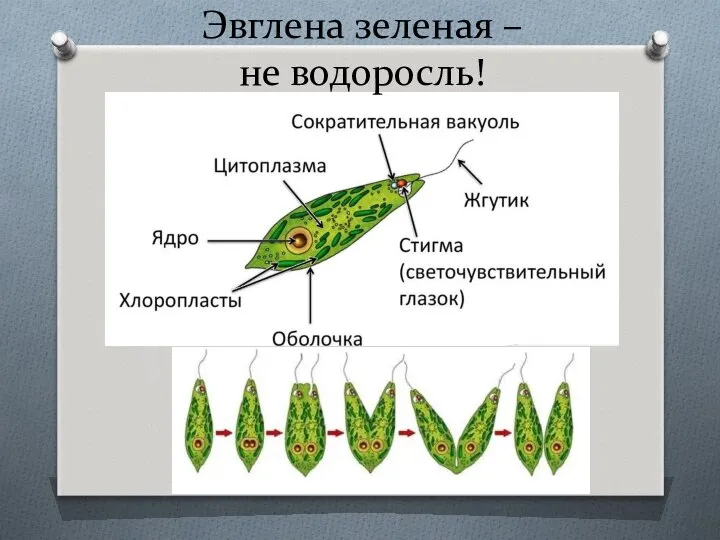 Эвглена зеленая – не водоросль!