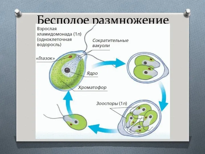 Бесполое размножение