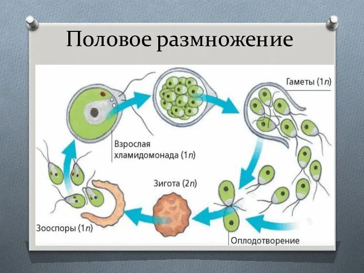 Половое размножение