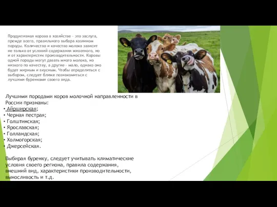 Продуктивная корова в хозяйстве – это заслуга, прежде всего, правильного выбора