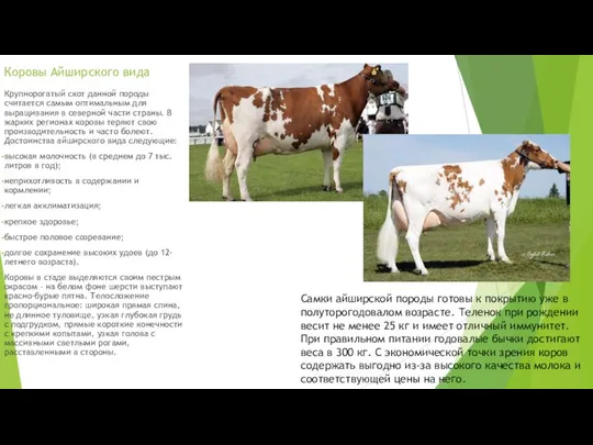 Коровы Айширского вида Крупнорогатый скот данной породы считается самым оптимальным для