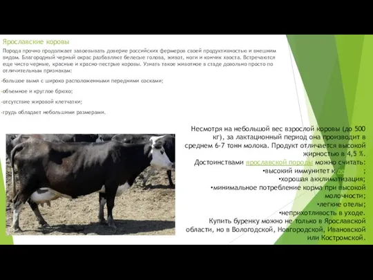 Ярославские коровы Порода прочно продолжает завоевывать доверие российских фермеров своей продуктивностью