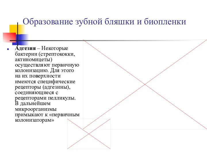 Образование зубной бляшки и биопленки Адгезия – Некоторые бактерии (стрептококки, актиномицеты)