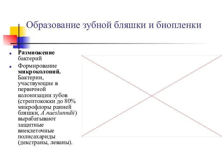 Образование зубной бляшки и биопленки Размножение бактерий Формирование микроколоний. Бактерии, участвующие