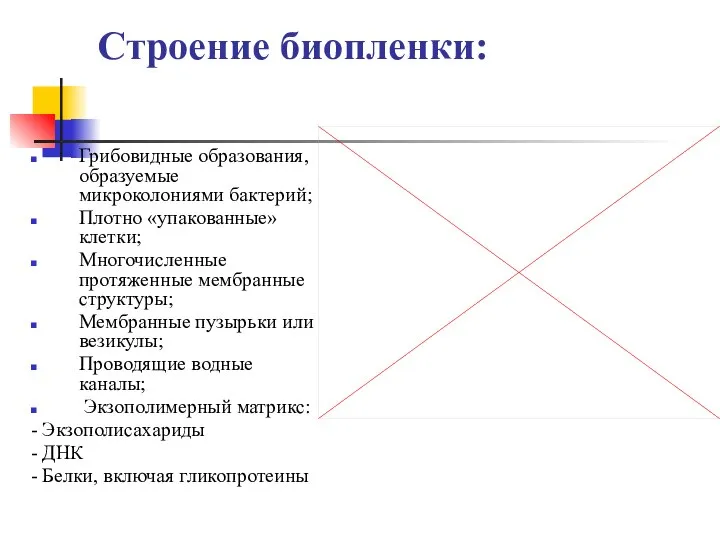 Строение биопленки: Грибовидные образования, образуемые микроколониями бактерий; Плотно «упакованные» клетки; Многочисленные