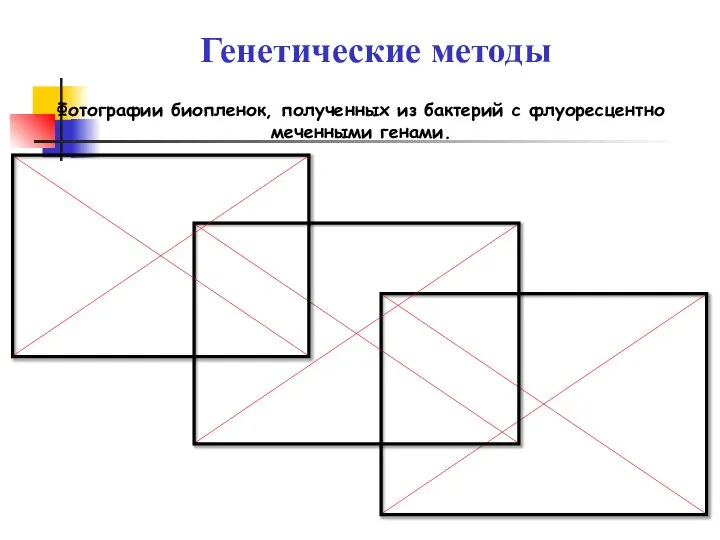 Генетические методы Фотографии биопленок, полученных из бактерий с флуоресцентно меченными генами.