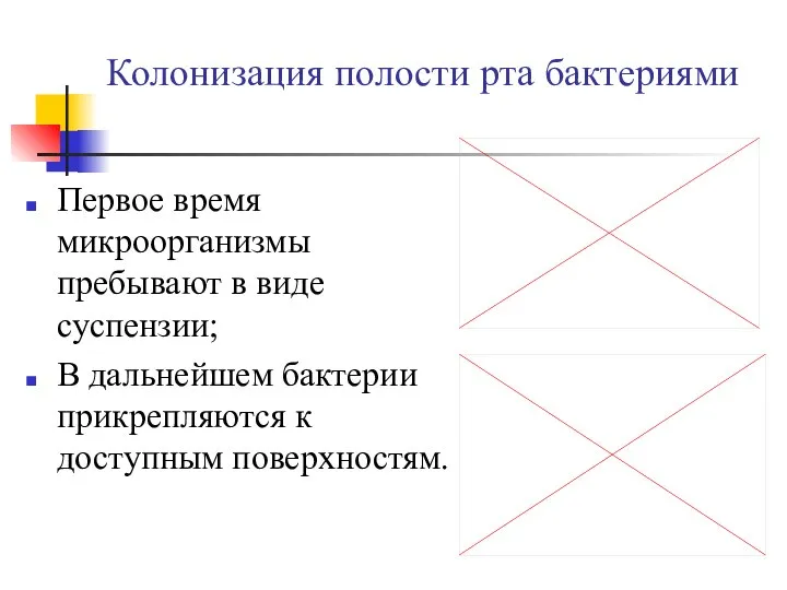 Колонизация полости рта бактериями Первое время микроорганизмы пребывают в виде суспензии;