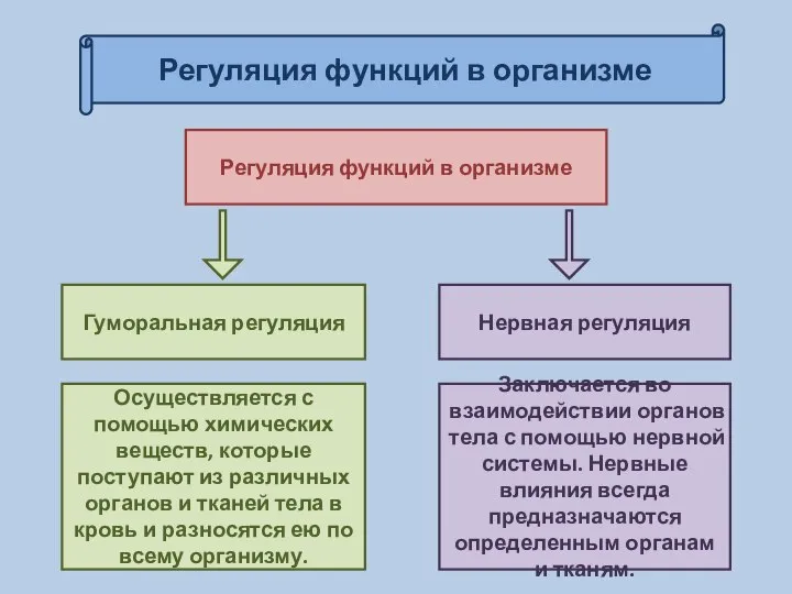 Регуляция функций в организме Регуляция функций в организме Гуморальная регуляция Нервная