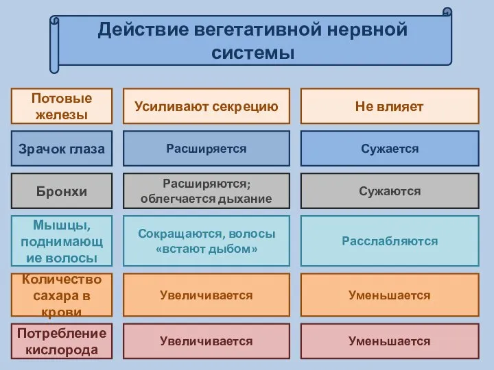 Действие вегетативной нервной системы Расширяется Сужается Усиливают секрецию Не влияет Сокращаются,