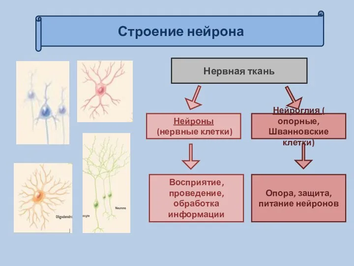 Строение нейрона Нервная ткань Нейроглия ( опорные, Шванновские клетки) Нейроны (нервные