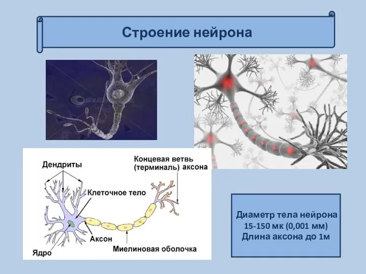 Строение нейрона Диаметр тела нейрона 15-150 мк (0,001 мм) Длина аксона до 1м