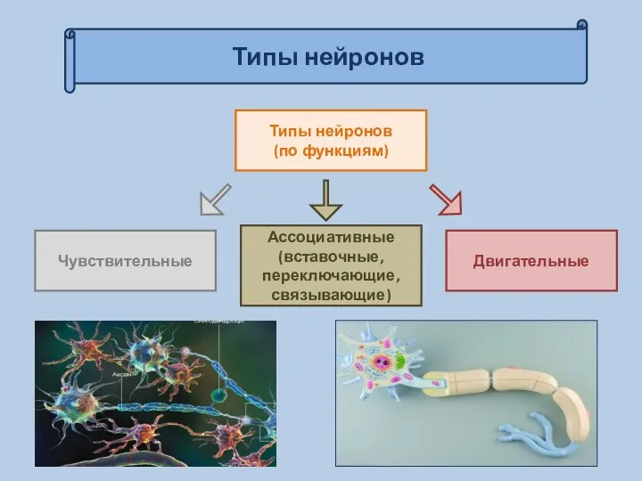 Типы нейронов Типы нейронов (по функциям) Ассоциативные (вставочные, переключающие, связывающие) Двигательные Чувствительные