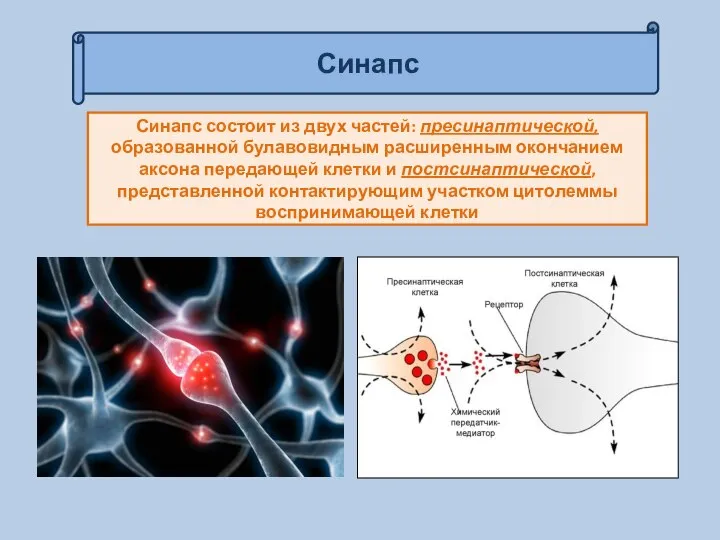 Синапс Синапс состоит из двух частей: пресинаптической, образованной булавовидным расширенным окончанием