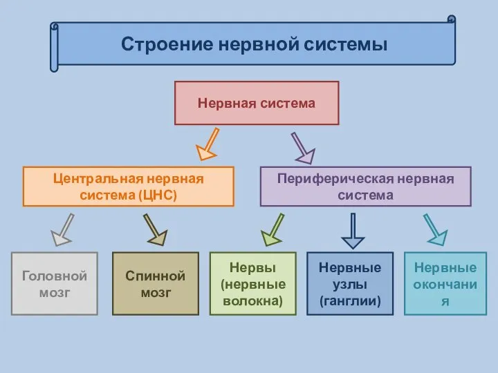 Нервная система Строение нервной системы Головной мозг Центральная нервная система (ЦНС)