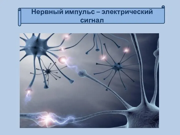 Нервный импульс – электрический сигнал