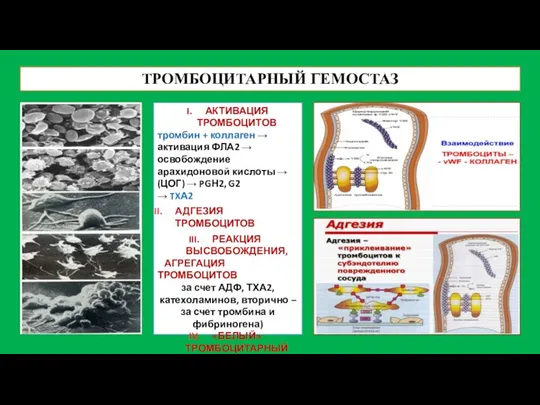 ТРОМБОЦИТАРНЫЙ ГЕМОСТАЗ АКТИВАЦИЯ ТРОМБОЦИТОВ тромбин + коллаген → активация ФЛА2 →