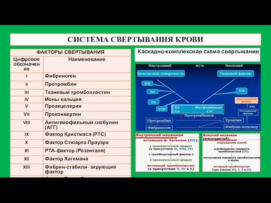 СИСТЕМА СВЕРТЫВАНИЯ КРОВИ Каскадно-комплексная схема свертывания