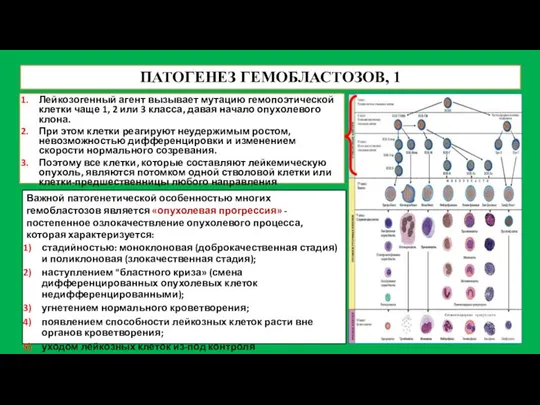 ПАТОГЕНЕЗ ГЕМОБЛАСТОЗОВ, 1 Лейкозогенный агент вызывает мутацию гемопоэтической клетки чаще 1,