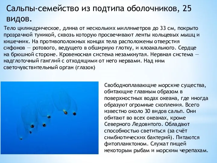 Сальпы-семейство из подтипа оболочников, 25 видов. Свободноплавающие морские существа, обитающие главным