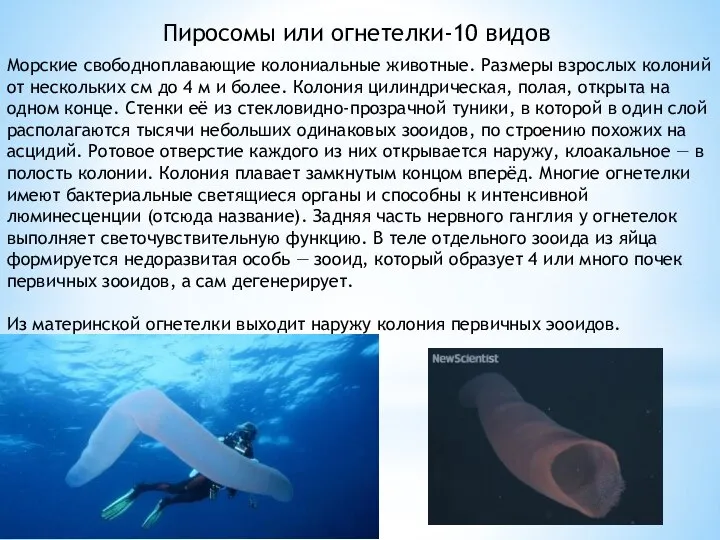 Морские свободноплавающие колониальные животные. Размеры взрослых колоний от нескольких см до