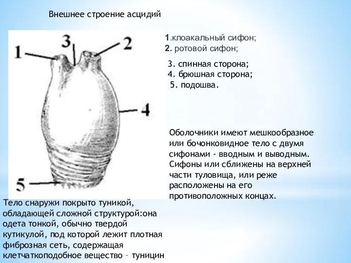 Внешнее строение асцидий 1.клоакальный сифон; 2. ротовой сифон; 3. спинная сторона;