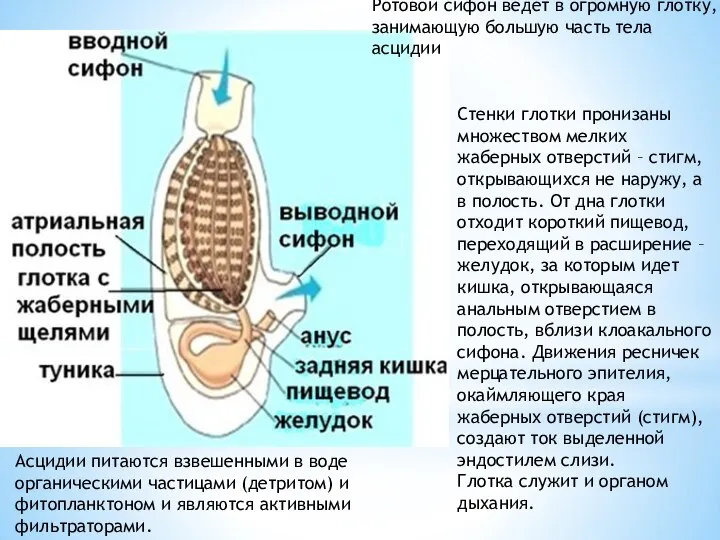 Асцидии питаются взвешенными в воде органическими частицами (детритом) и фитопланктоном и