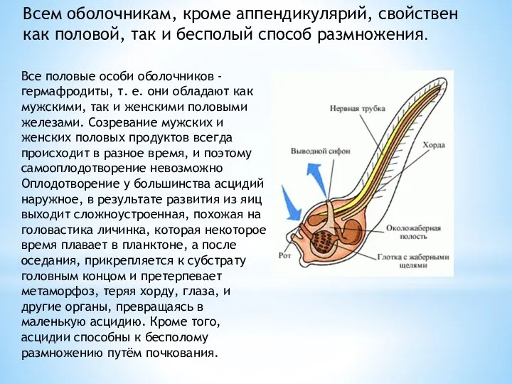 Всем оболочникам, кроме аппендикулярий, свойствен как половой, так и бесполый способ