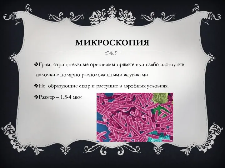 МИКРОСКОПИЯ Грам -отрицательные орга­низмы-прямые или слабо изогнутые палочки с полярно расположенны­ми