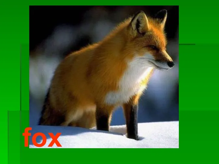 fox