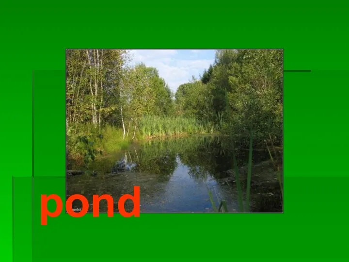 pond