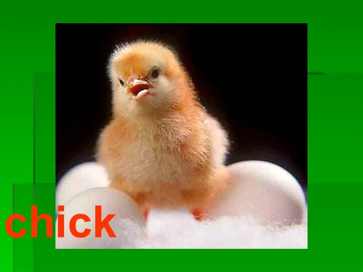 chick