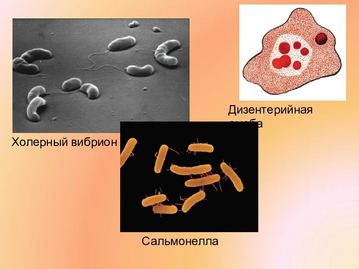 Холерный вибрион Дизентерийная амеба Сальмонелла