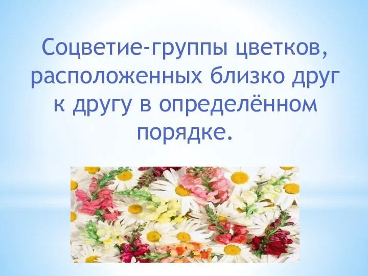 Соцветие-группы цветков, расположенных близко друг к другу в определённом порядке.