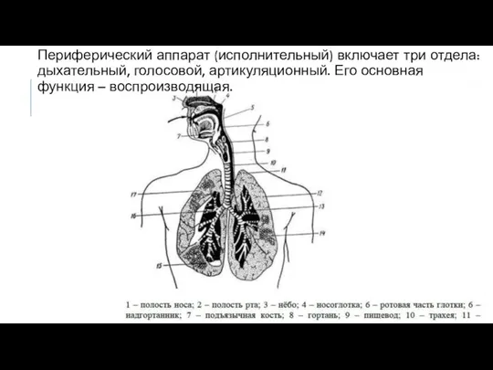 Периферический аппарат (исполнительный) включает три отдела: дыхательный, голосовой, артикуляционный. Его основная функция – воспроизводящая.