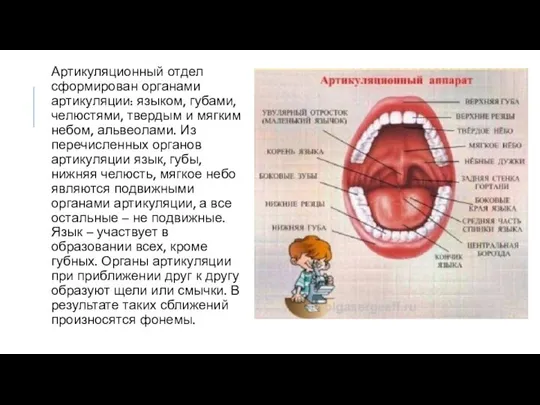 Артикуляционный отдел сформирован органами артикуляции: языком, губами, челюстями, твердым и мягким