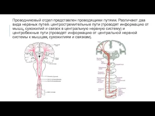 Проводниковый отдел представлен проводящими путями. Различают два вида нервных путей: центростремительные